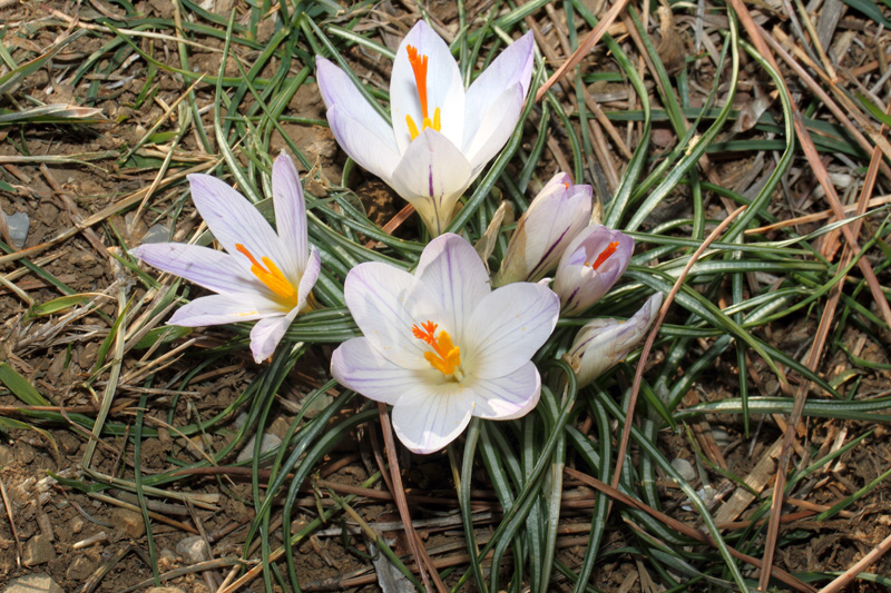 Un po'' di Crocus liguri (visto che  il periodo)